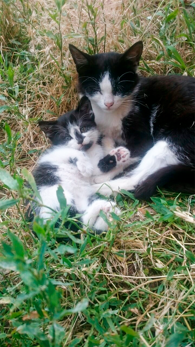 Кішка Мотя