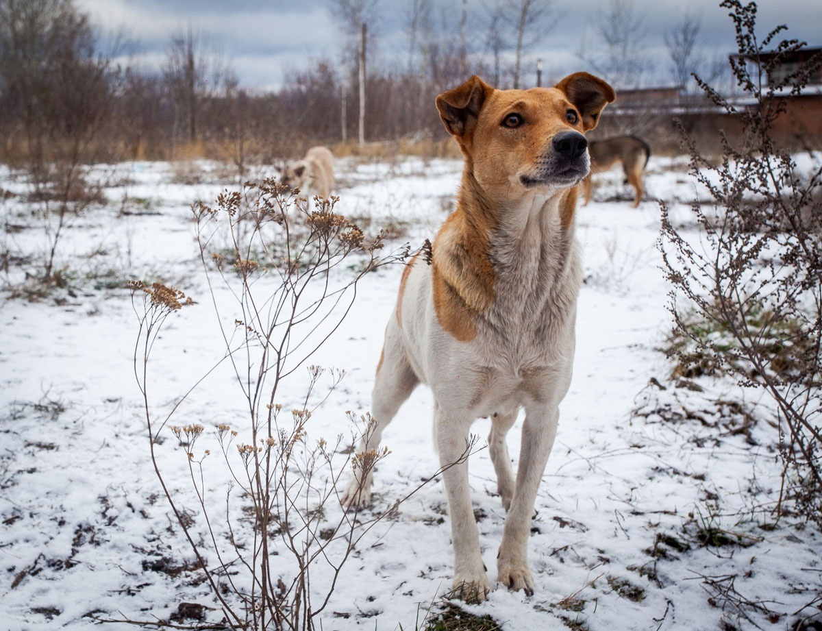 Песик Конотоп