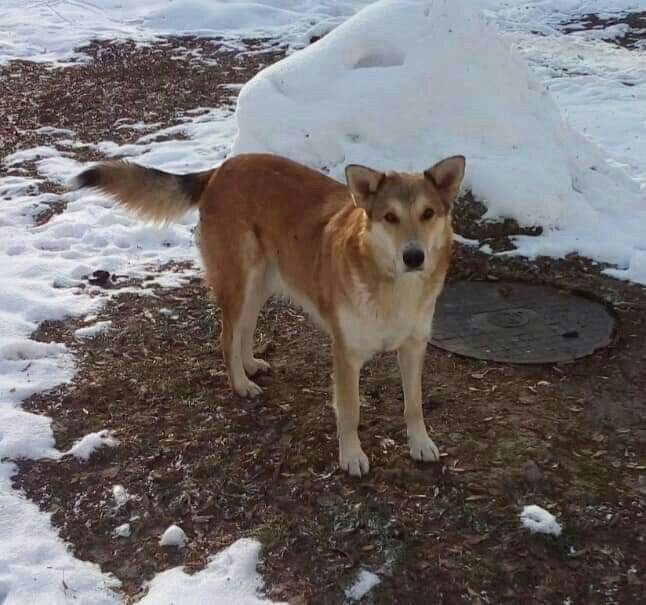 Рижик