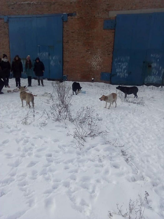 Школярі годують собак