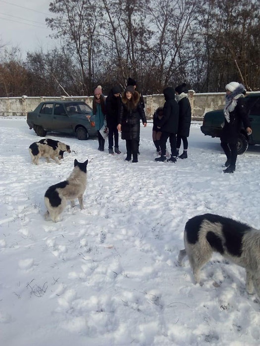 Собаки та школярі